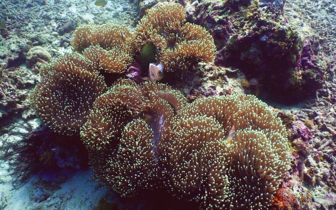 Caribbean Coral Reefs In Danger Of Extinction