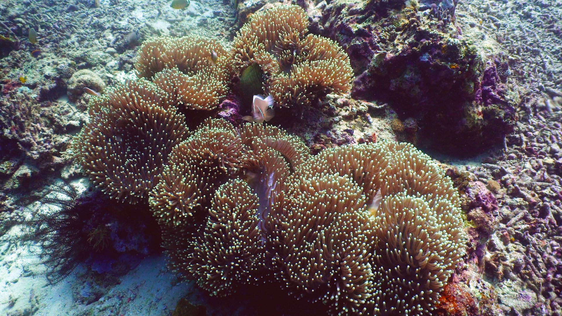 Caribbean Coral Reefs In Danger Of Extinction