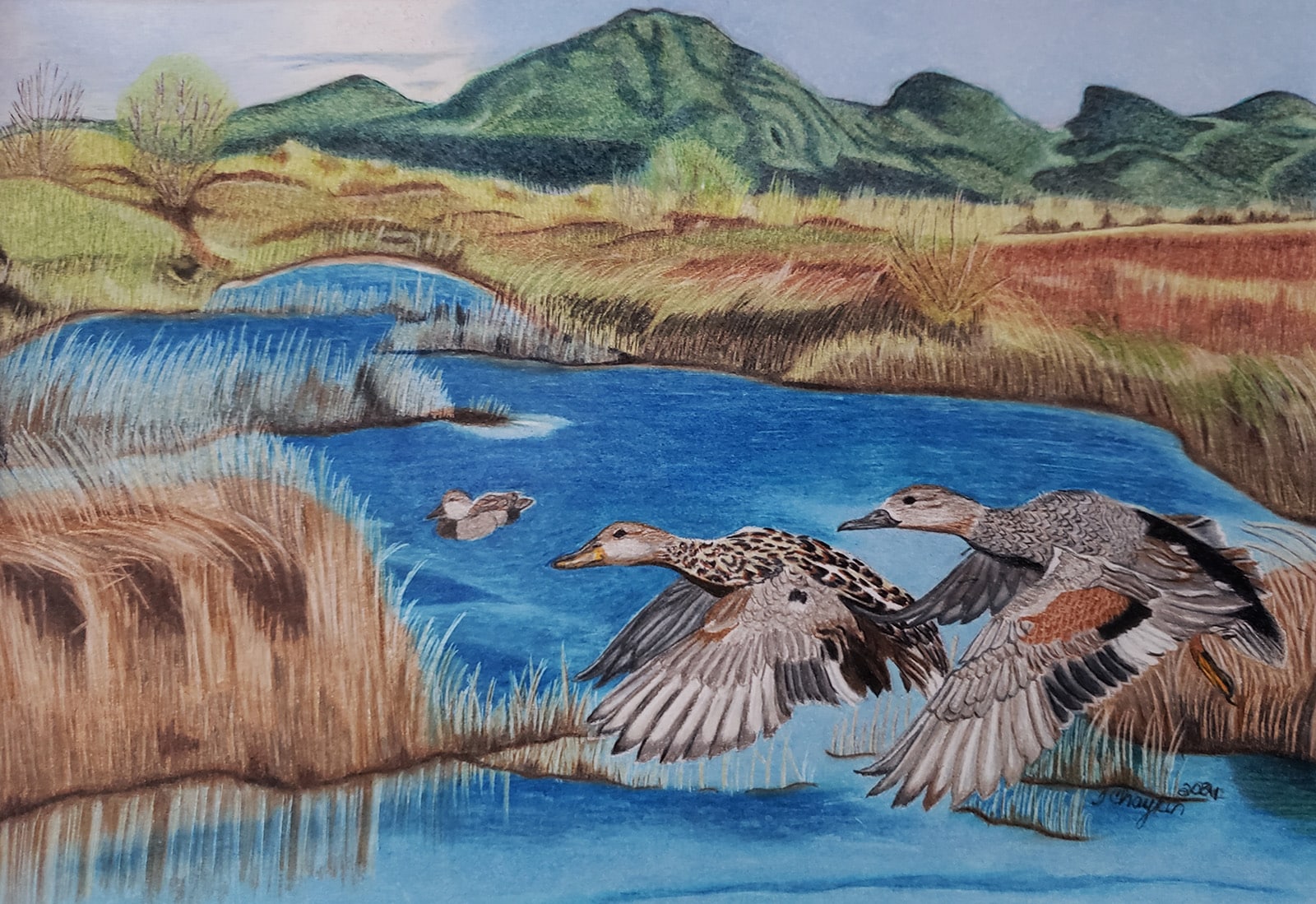 "Gadwall Haven" by Tracey Chaykin