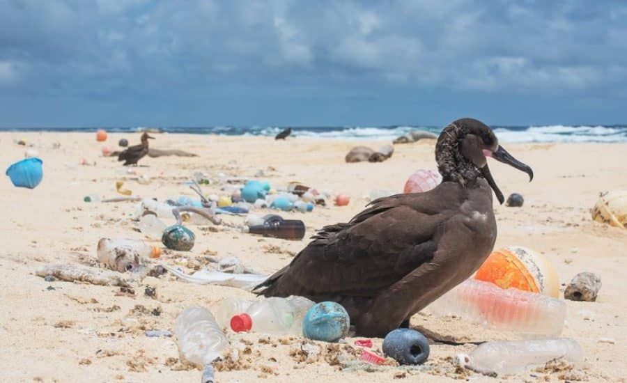 How Plastic Pollution is Killing Our Planet and What We Can Do to Save It by Tracey Chaykin