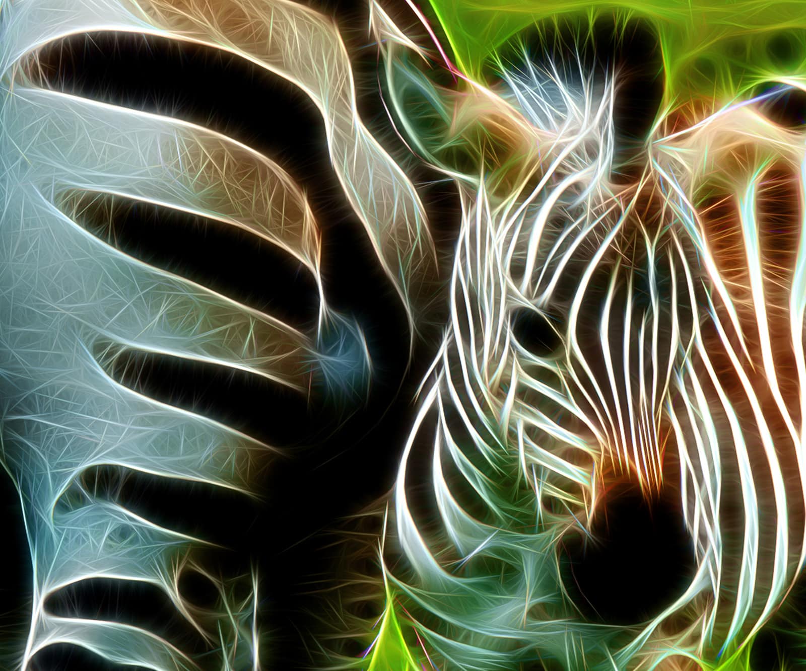 "Baby Zebra" Sublimation With Acrylic Overlay by Howard Harris