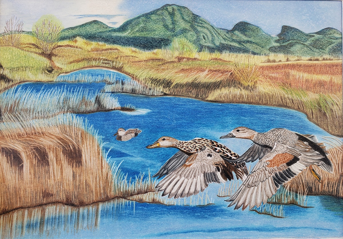 "Gadwall Haven" Colored Pencil on Pastelmat, 10 x 7 by Tracey Chaykin