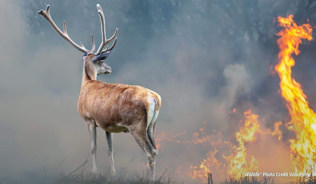 The Burn Factor: A Glimpse at the Devastating Impacts of Climate Change-Driven Wildfires by Tracey Chaykin