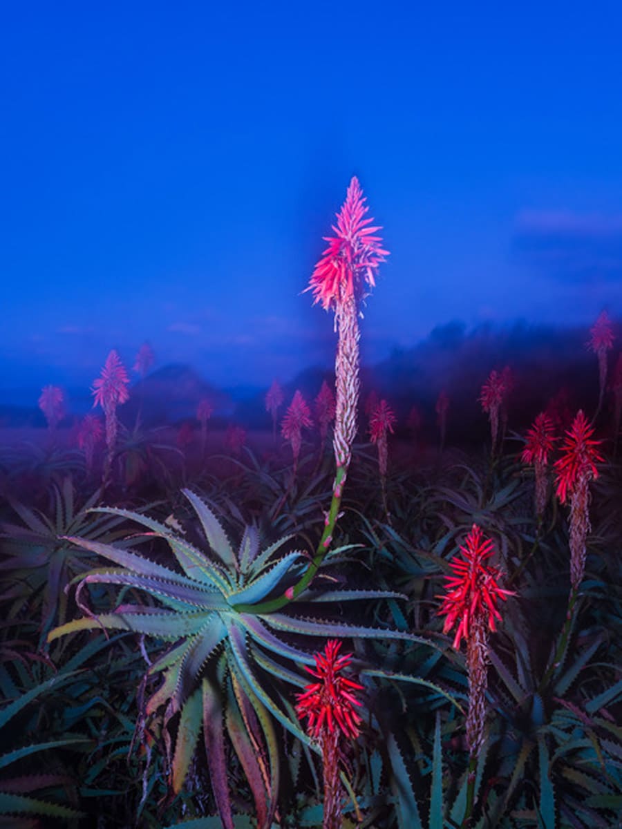 Voices of the Living Earth 2026