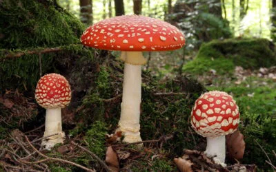 Living Labyrinths Turns Fungi Into a New Language for Art