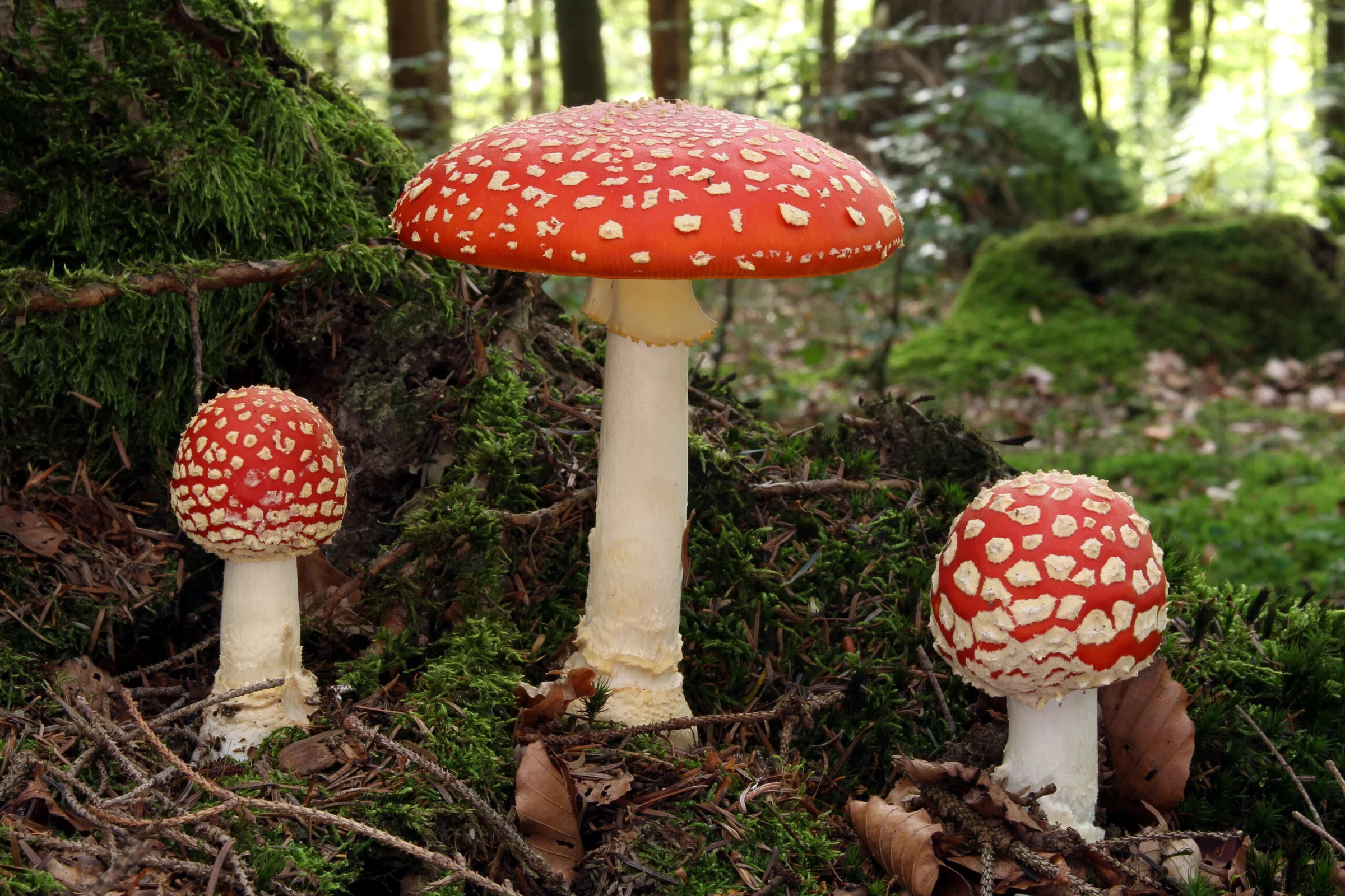 Several red-and-white fly agaric mushrooms growing among green moss and forest plants.