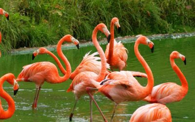 Meet Bob: How One Rescued Flamingo Became a Conservation Story