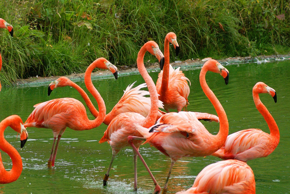 Field: featured image A Caribbean flamingo standing in shallow water