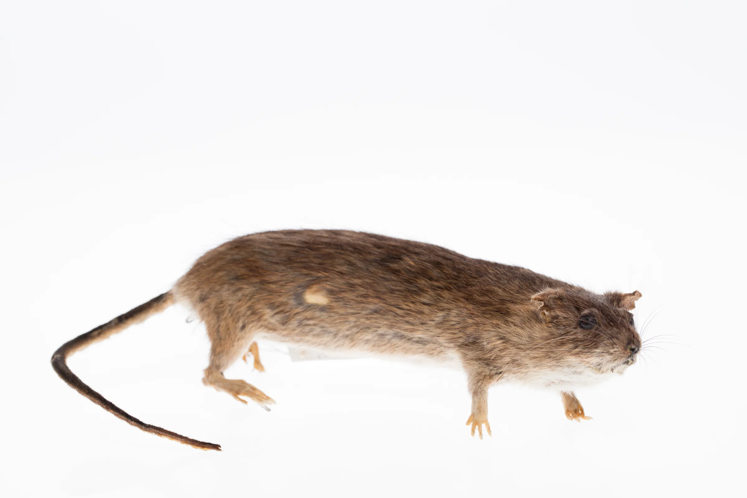 2021 Fall Issue | ArtTour International Asad Raza Made Public Art for New York’s Rats—and Changed the Meaning of Audience